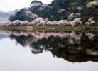 離湖の桜