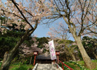 静神社の桜