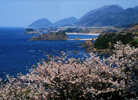 丹後松島と桜
